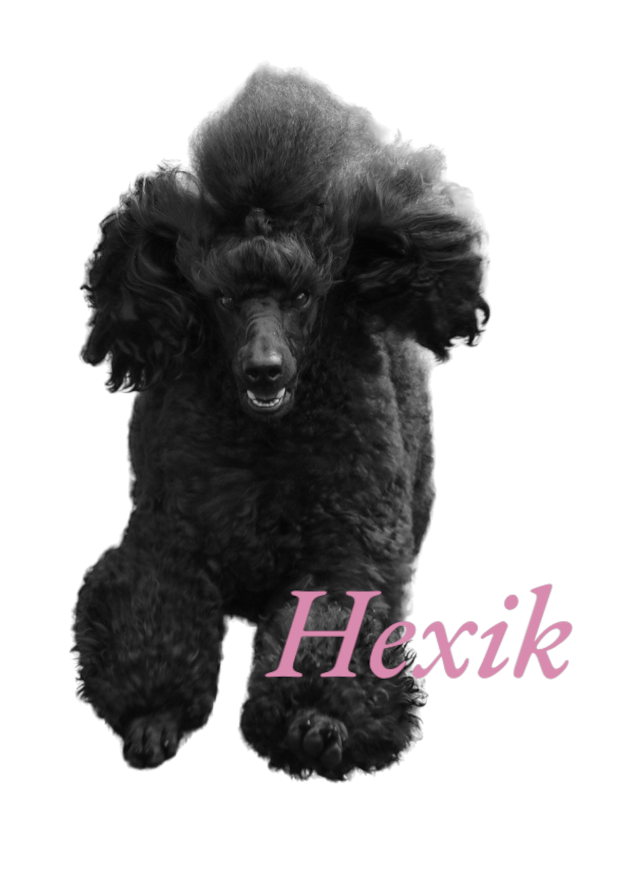 Hexi logo